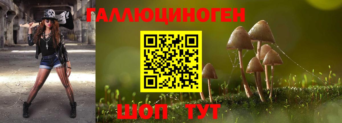 Галлюциногенные грибы Psilocybe Протвино
